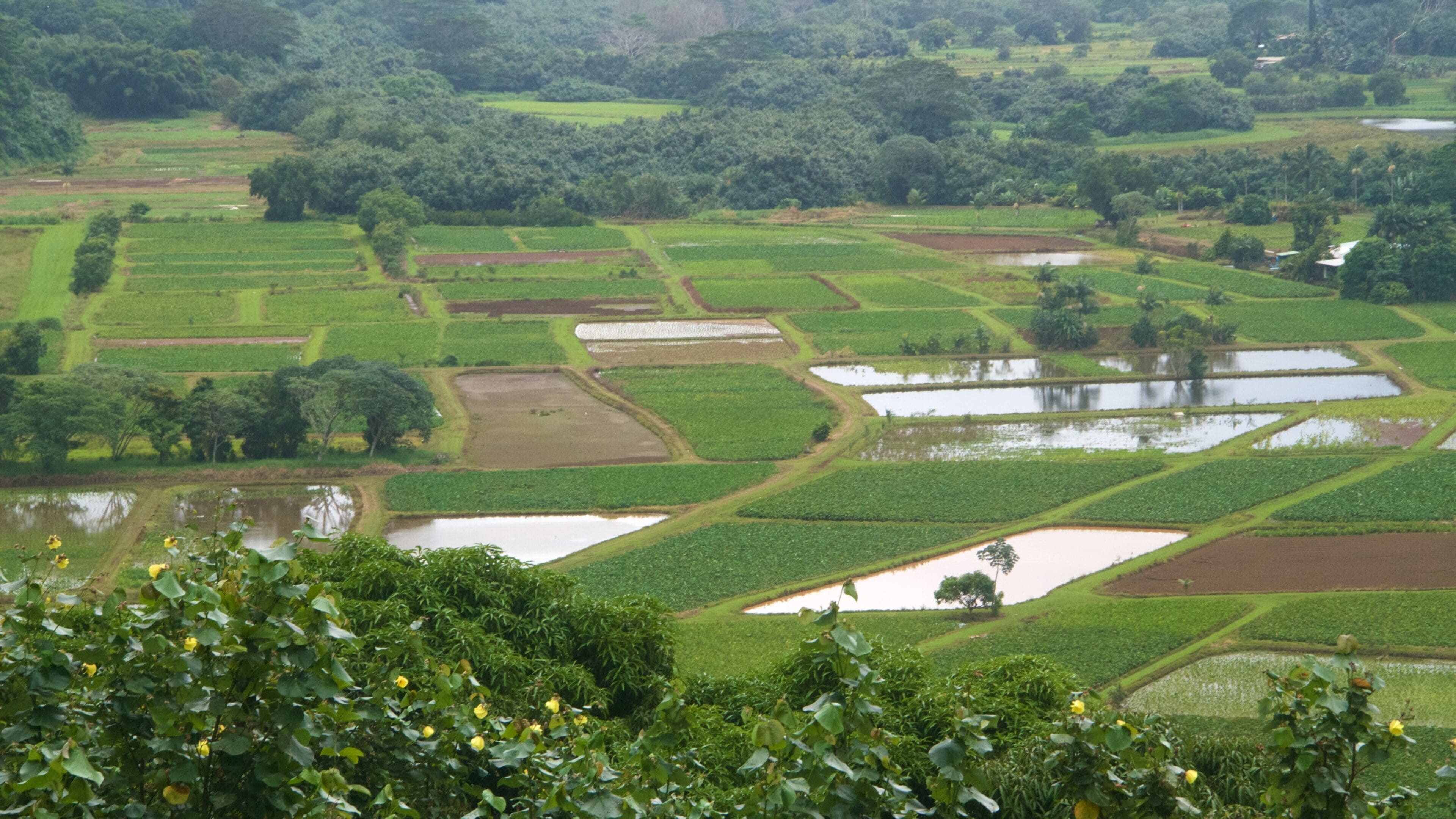 Hanalei Valley Lookout showing farmland