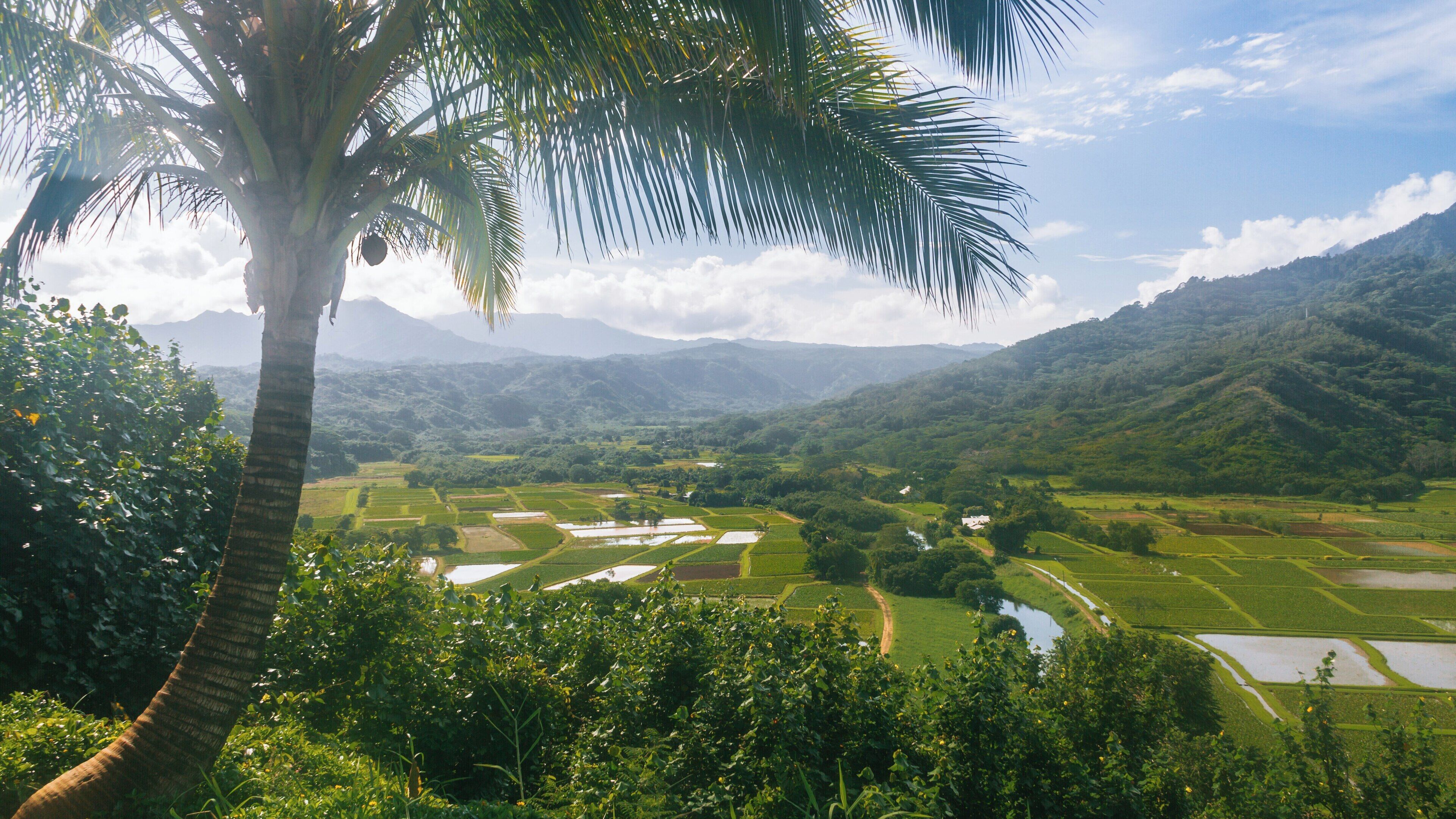 Magnificent views of Hanalei Valley Lookout in Princeville, Hawaii, capturing the lush greenery and expansive fields under a bright sky