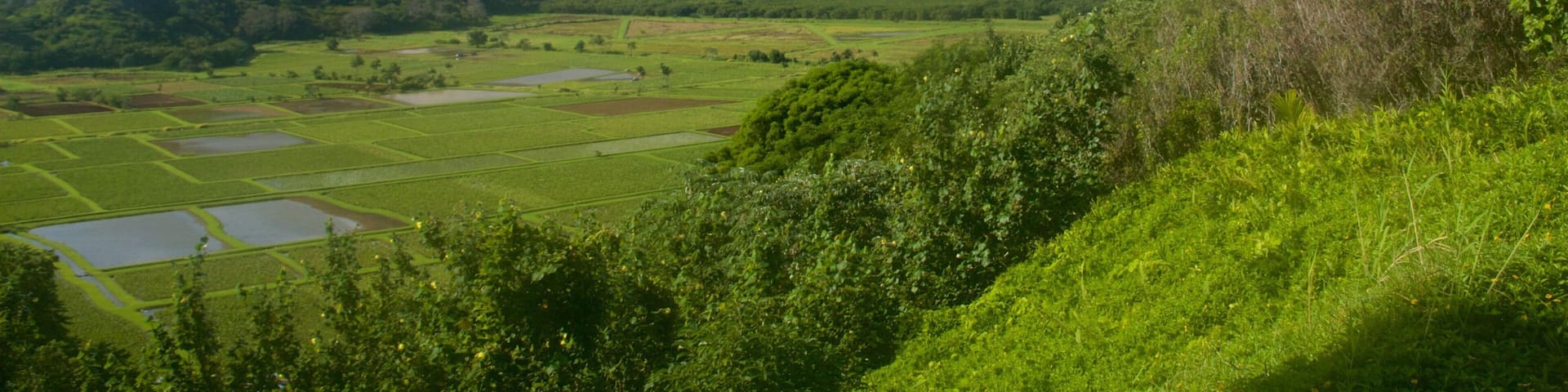 Hanalei Valley Lookout showing mountains and tranquil scenes