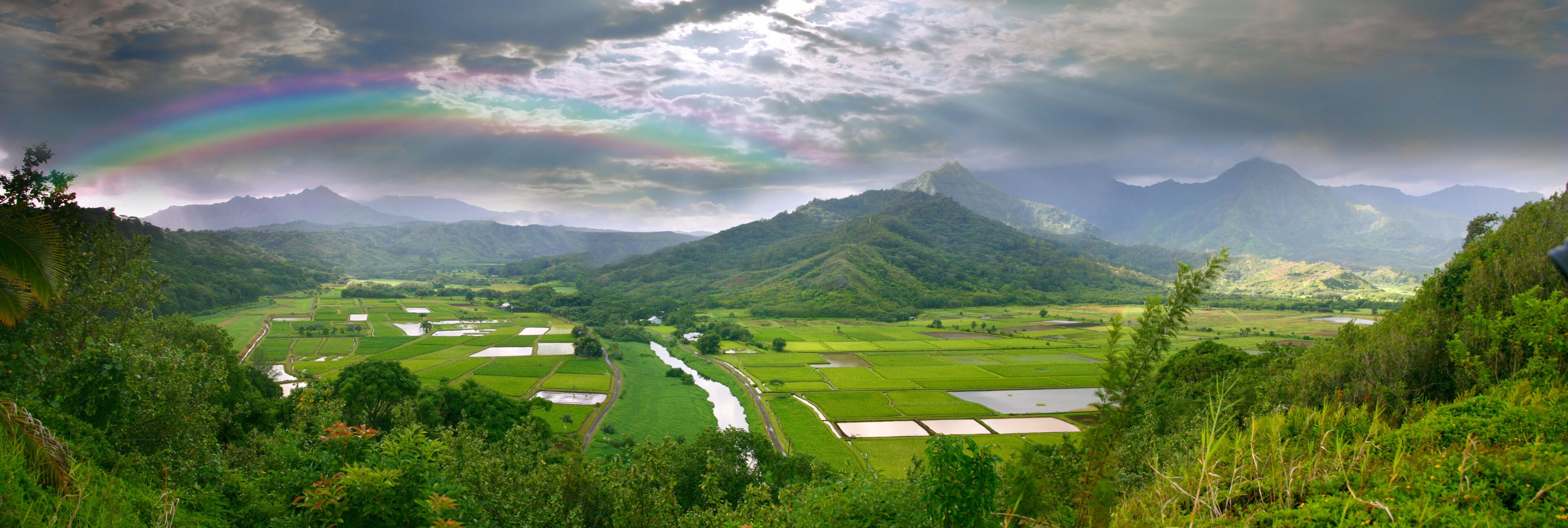 Panorama of the Taro Fields in Kauai Hawaii