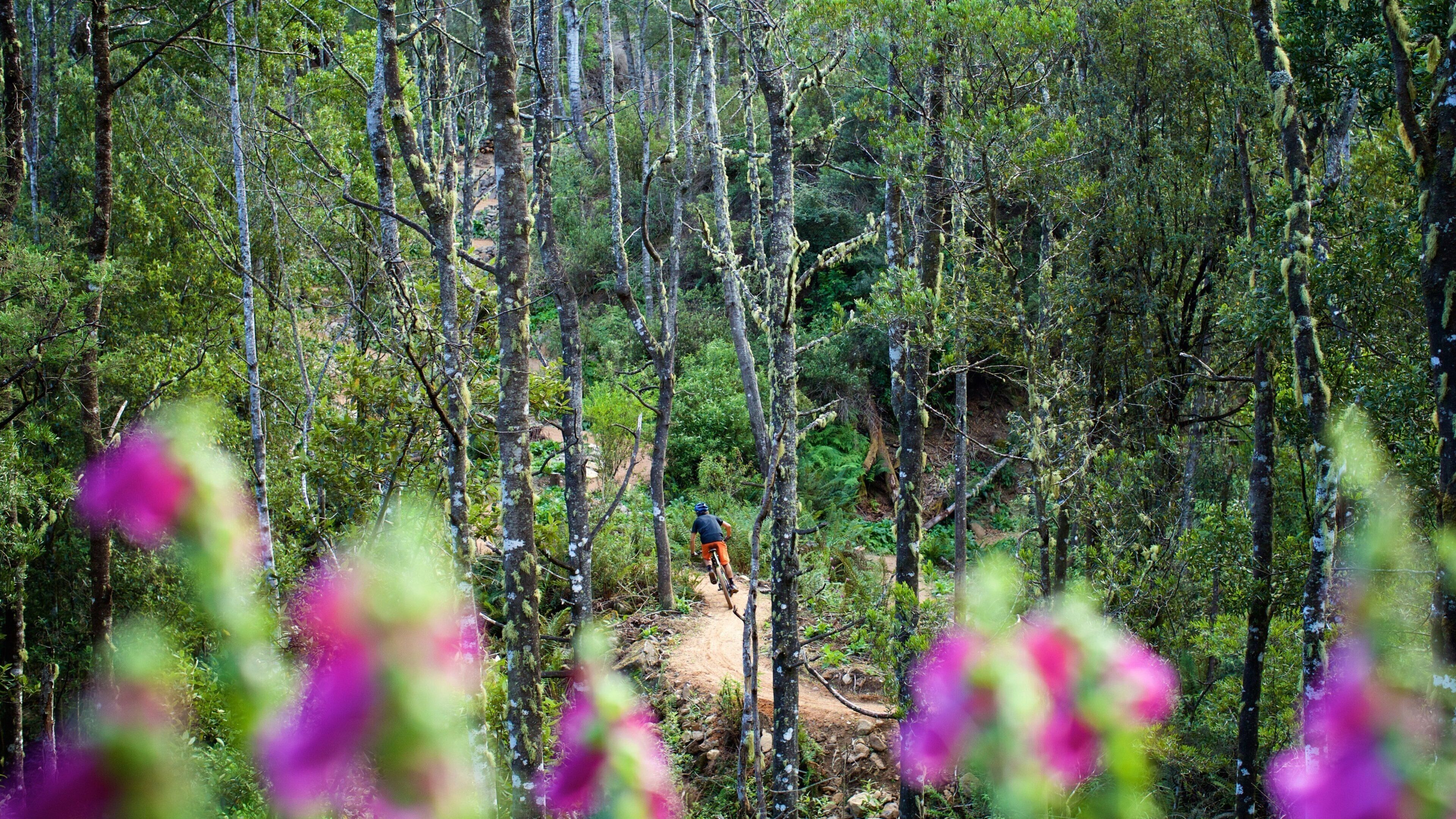 Derby featuring forest scenes