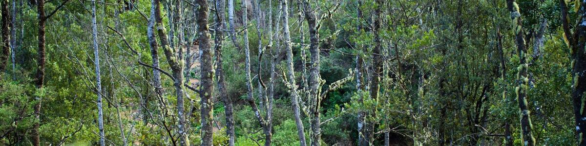 Derby das einen Wälder