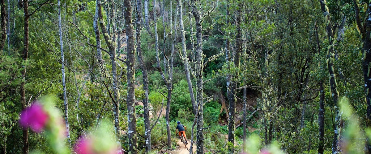 Derby featuring forest scenes