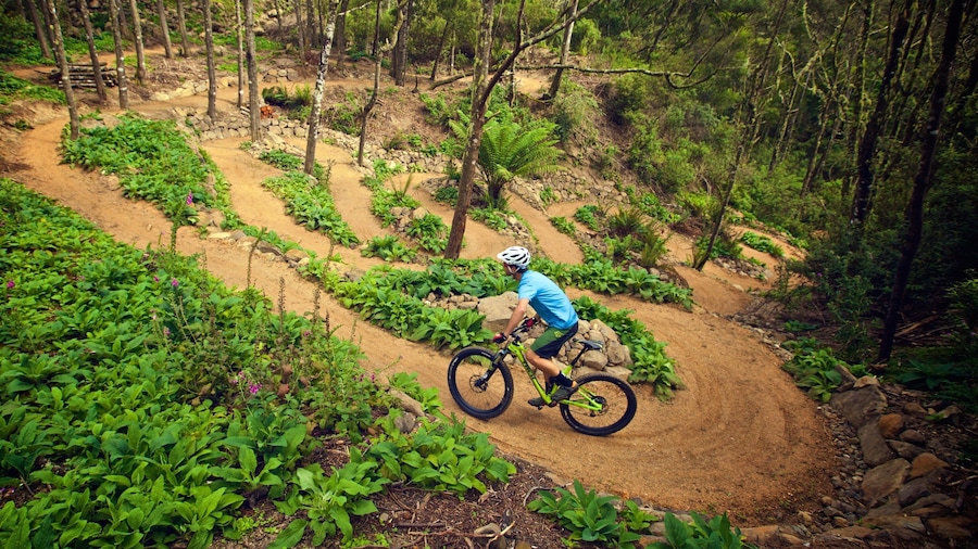 Derby ofreciendo ciclismo de montaña y paisajes forestales y también un hombre