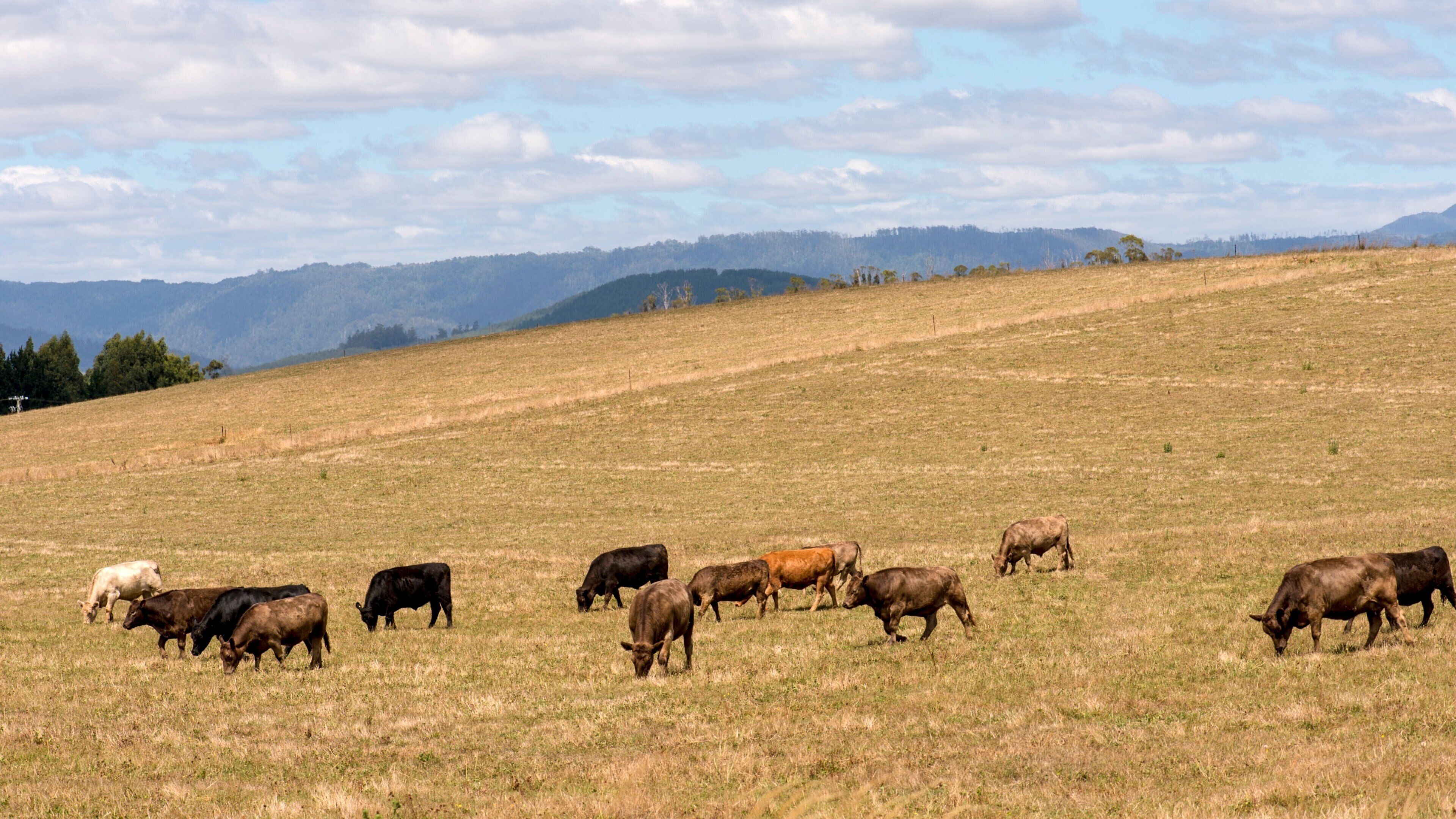 Derby featuring farmland, land animals and tranquil scenes