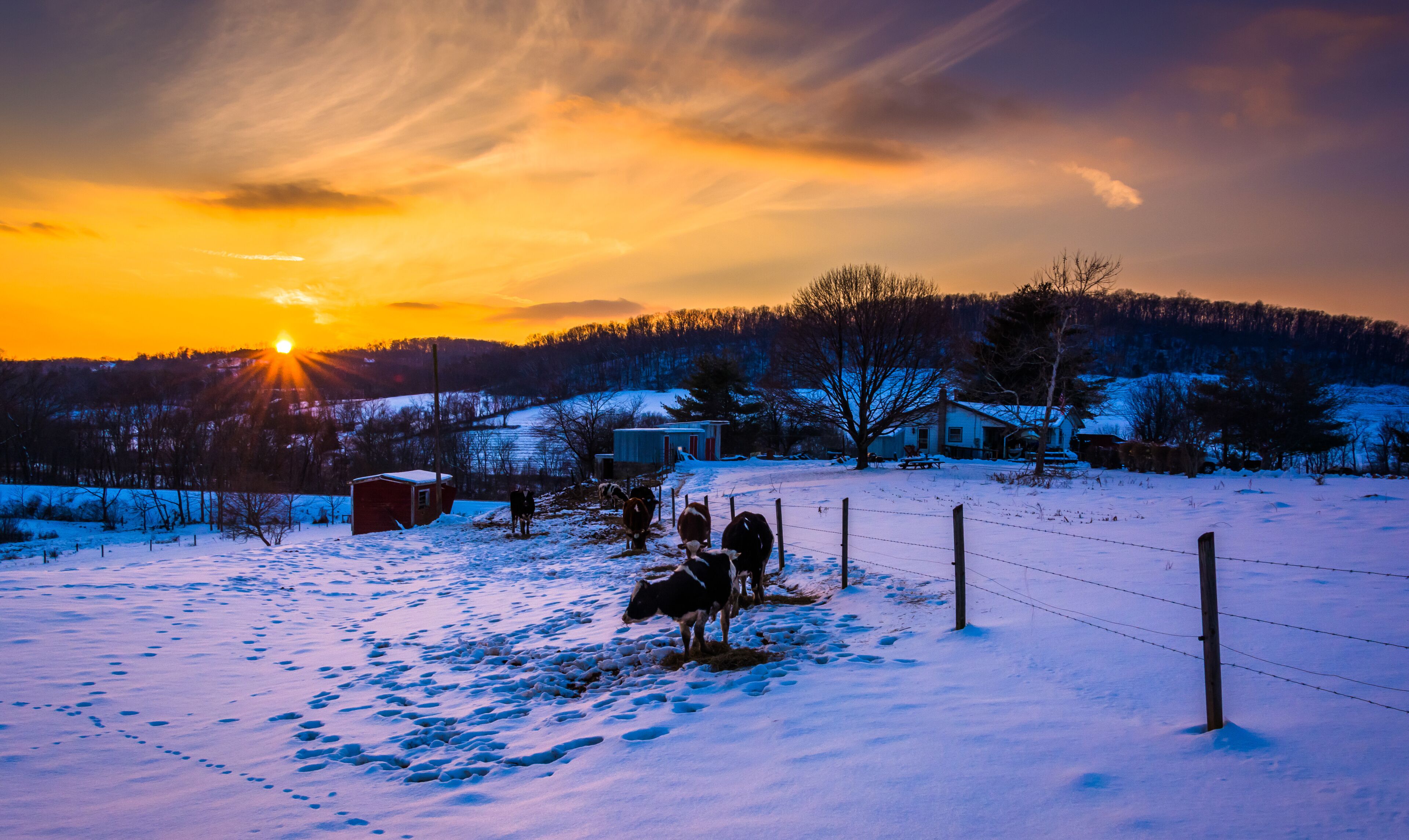 Sunset over cows in a  snow-covered farm field in Carroll County