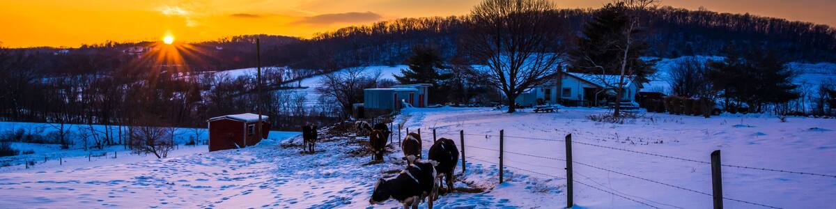 Sunset over cows in a snow-covered farm field in Carroll County