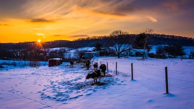 Sunset over cows in a snow-covered farm field in Carroll County