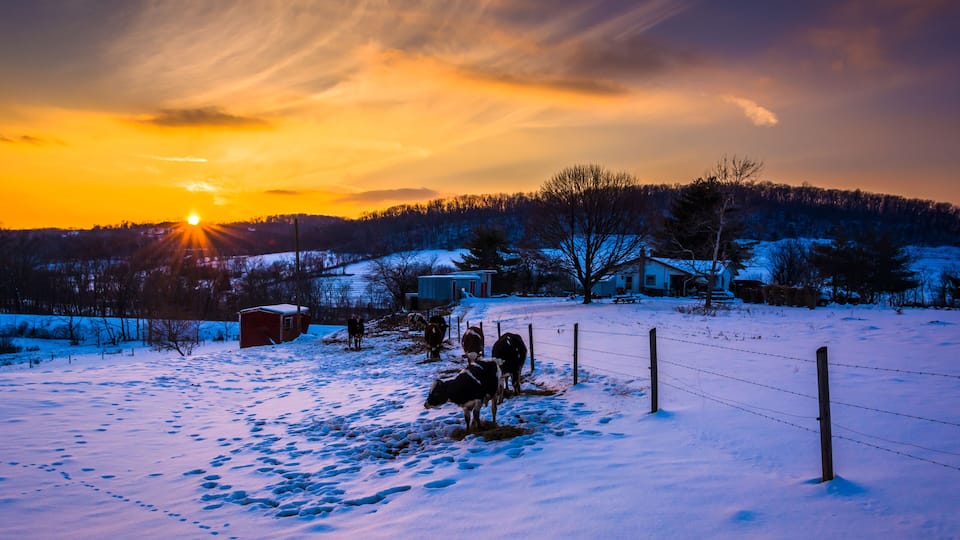 A snowy landscape at sunset with cows grazing, a barn, and a house in the background.