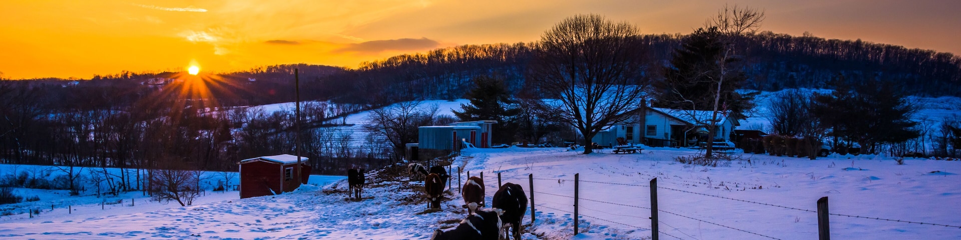 Sunset over cows in a snow-covered farm field in Carroll County