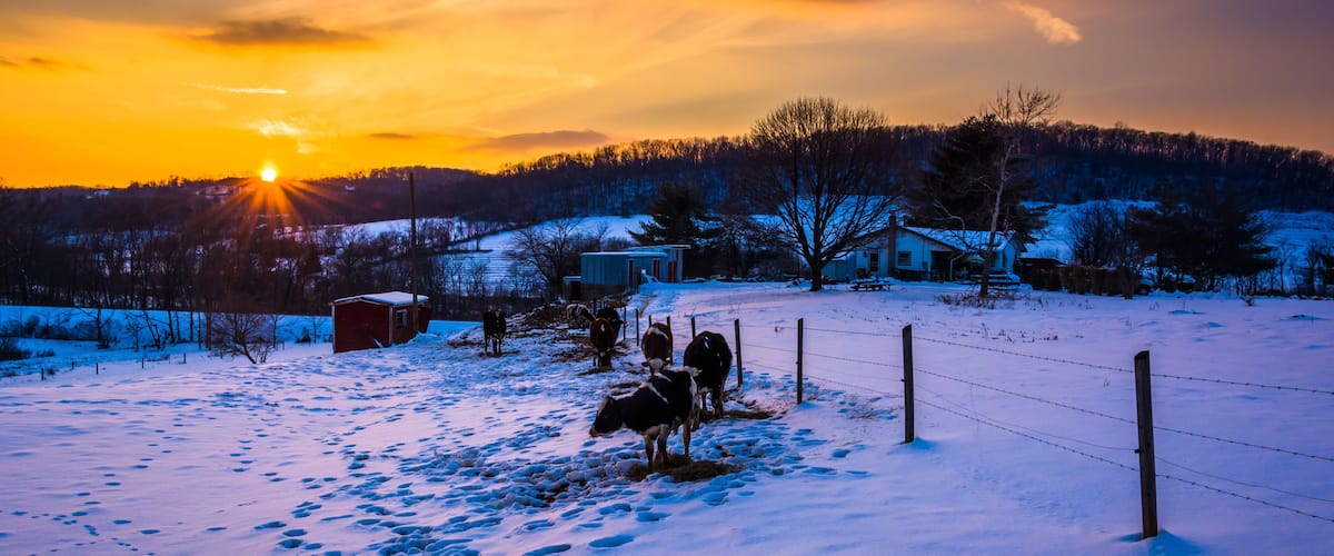 Sunset over cows in a snow-covered farm field in Carroll County