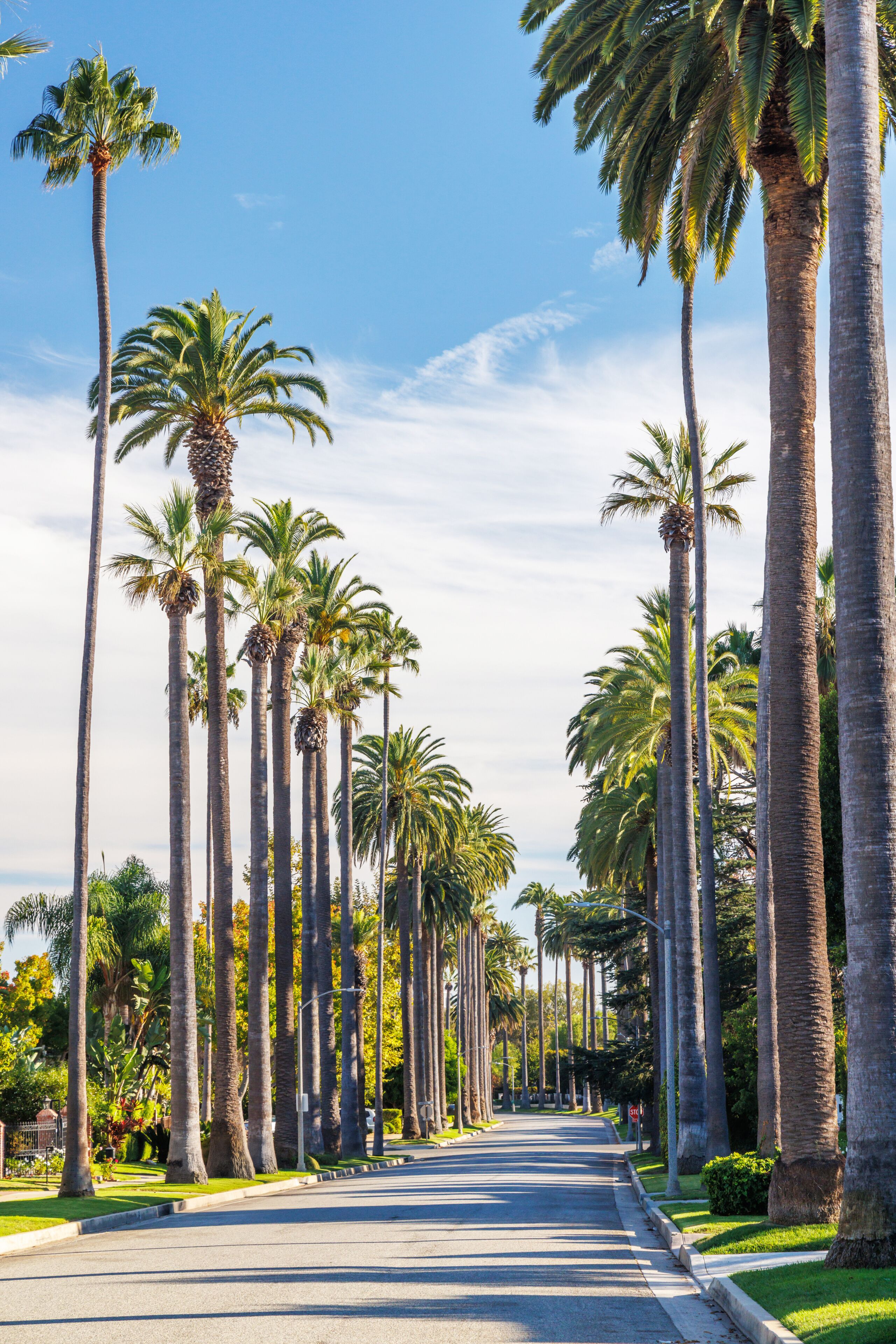 Iconic Beverly Hills street lined with towering palm trees under a bright sunny sky