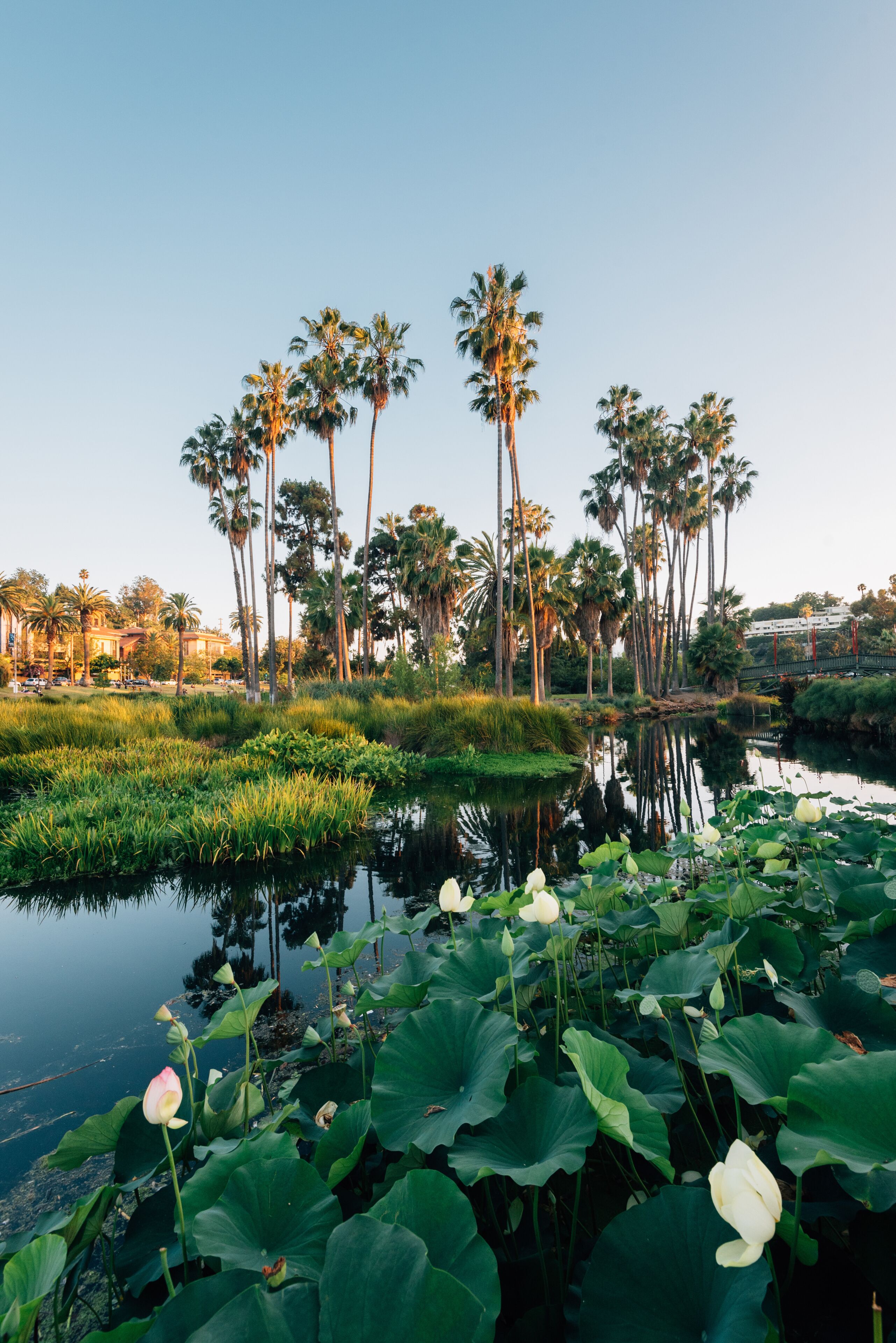 Palm trees and lake at Echo Park, in Los Angeles, California