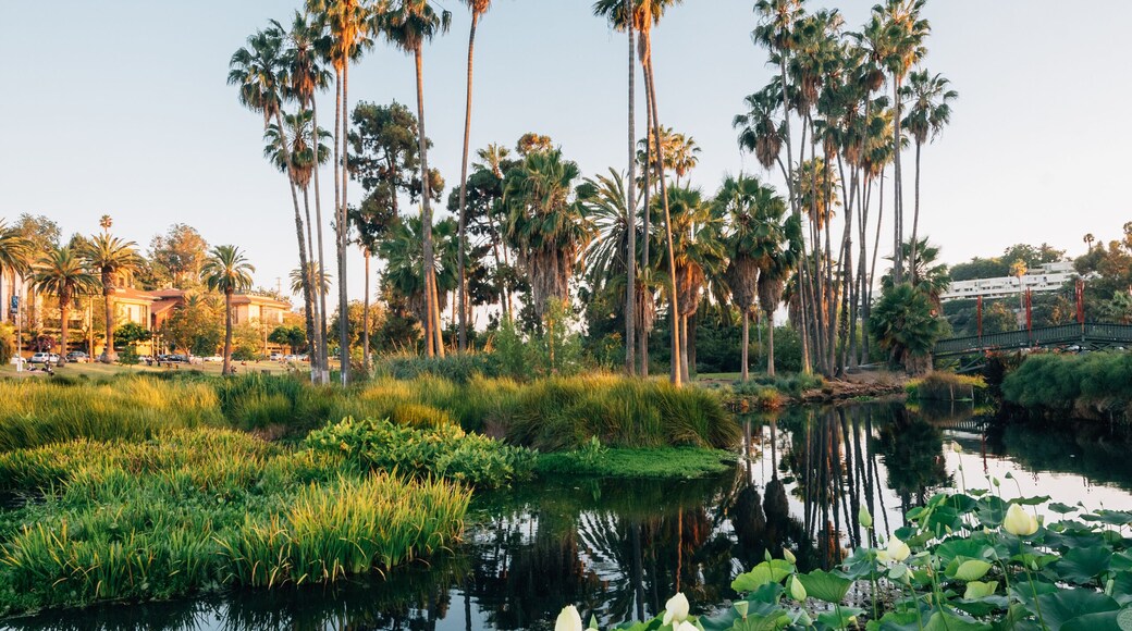 Palm trees and lake at Echo Park, in Los Angeles, California