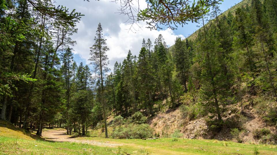A forested hillside with a dirt path leading through it.