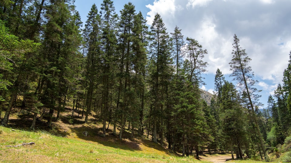 A forest with tall pine trees and a grassy path.