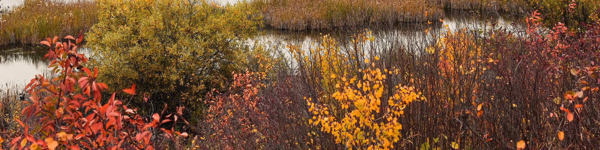 View of a pond and beaver lodge in autumn at Kuhnen Park in Lacombe County, Alberta, Canada
