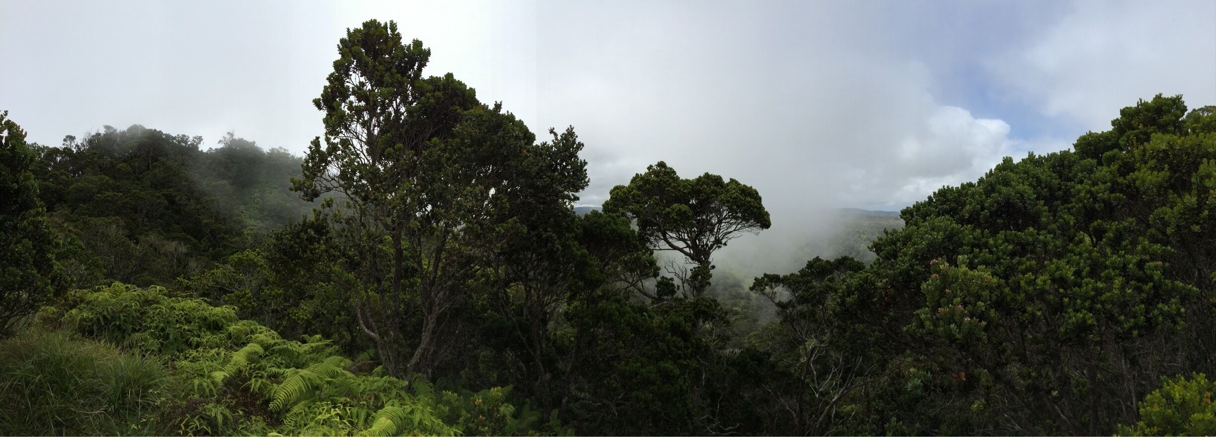 Hiked this trail at the end of Waimea canyon on the beautiful island of Kauai. As the fog cleared we could see out to the beaches and the ocean, a surreal moment to be in and reflect on how much beauty there is to see in the world. #kauai #family #reflectonnature #conqueringtheworld