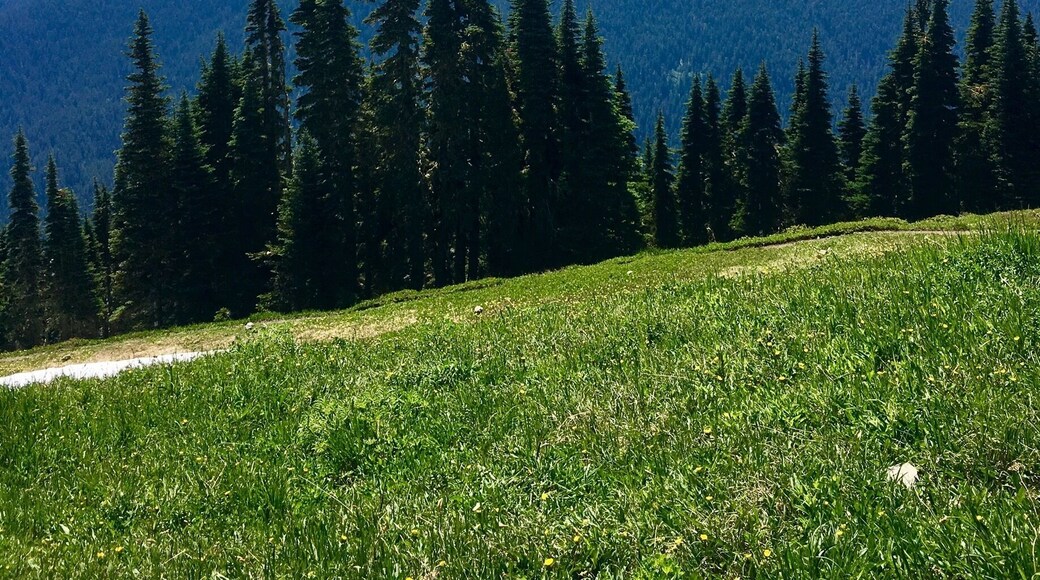 View of Mt. Olympus from the High Divide