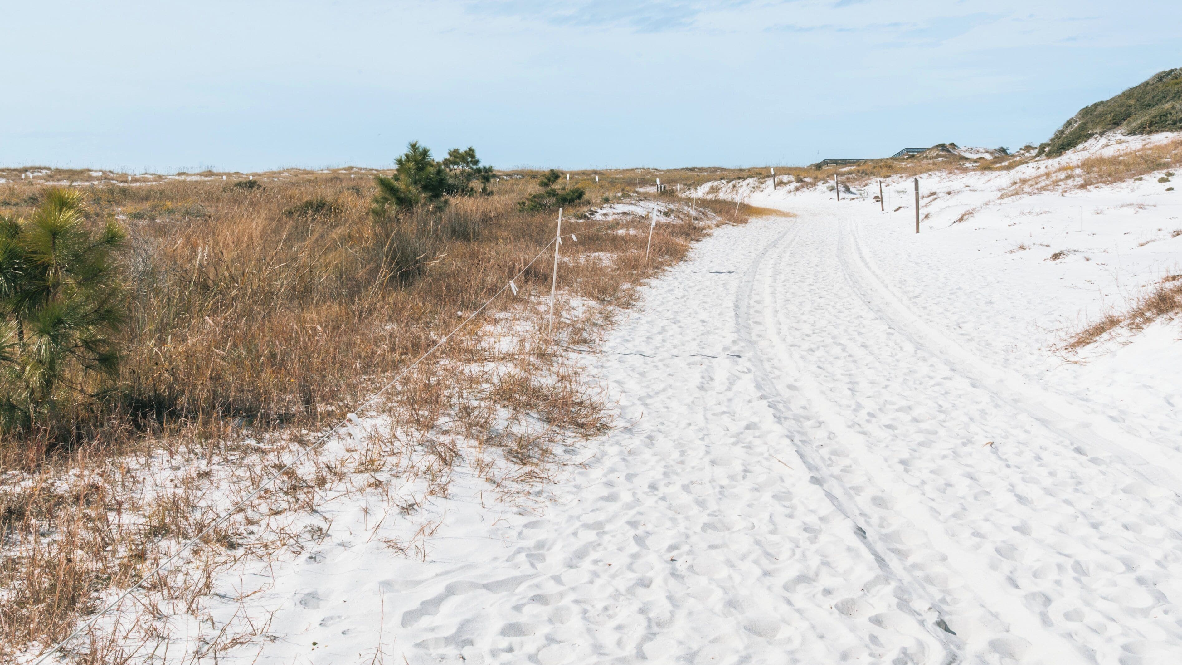 Explore sandy paths through lush vegetation at Camp Helen State Park in Inlet Beach, Panama City Beach, Florida during sunny weather