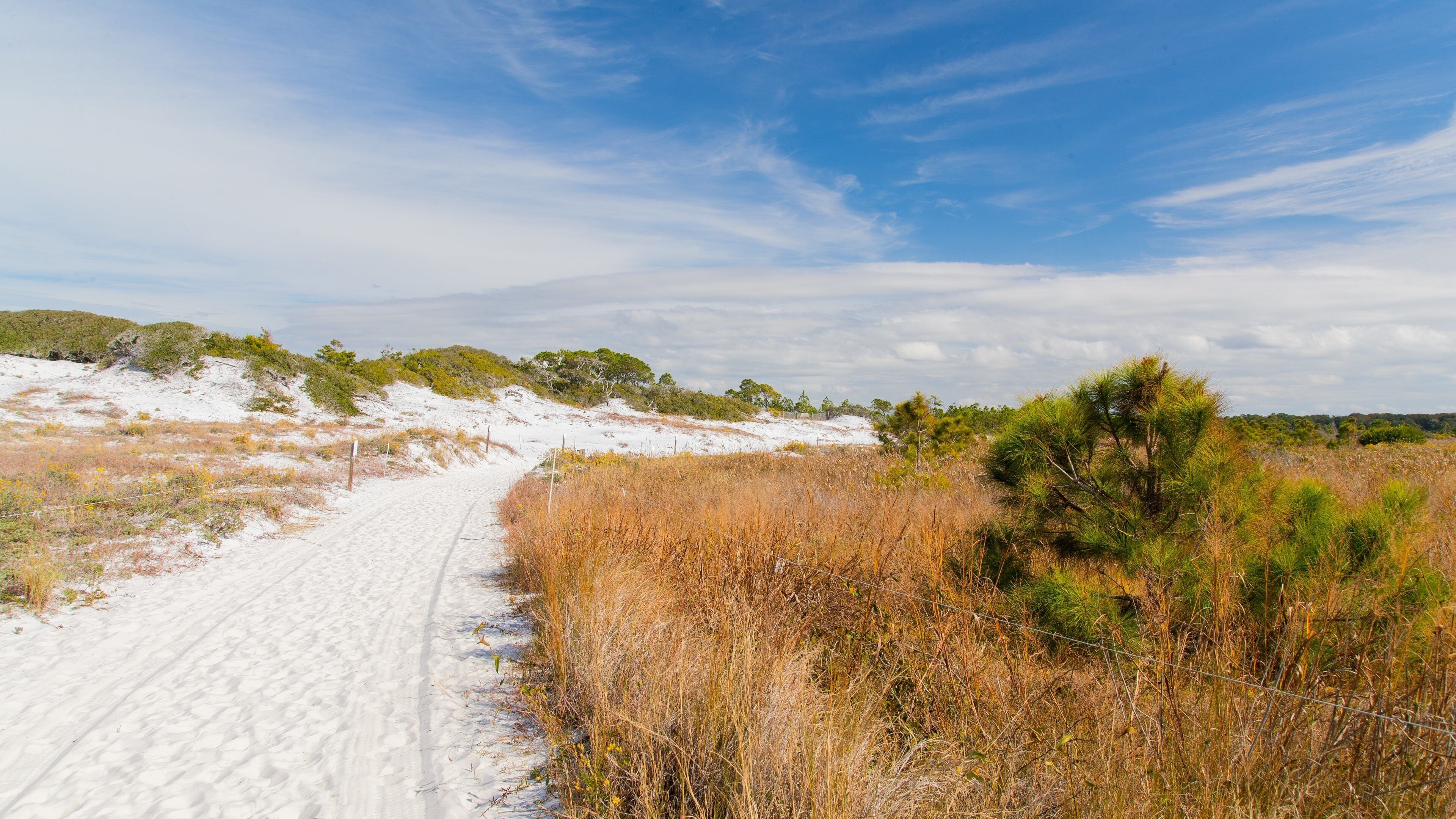 Camp Helen State Park which includes tranquil scenes and a sandy beach