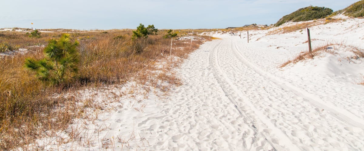 Camp Helen State Park showing a sandy beach