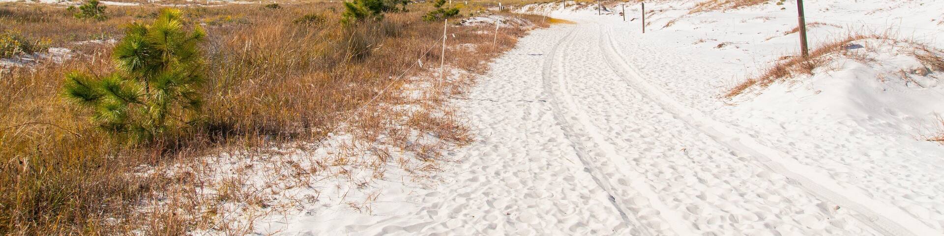 Camp Helen State Park showing a sandy beach