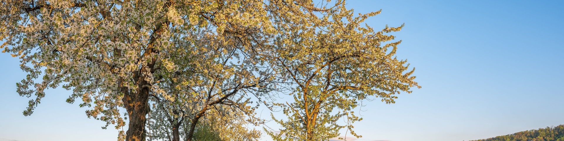 Un sendero bordeado de árboles a través de un campo verde bajo un cielo despejado.