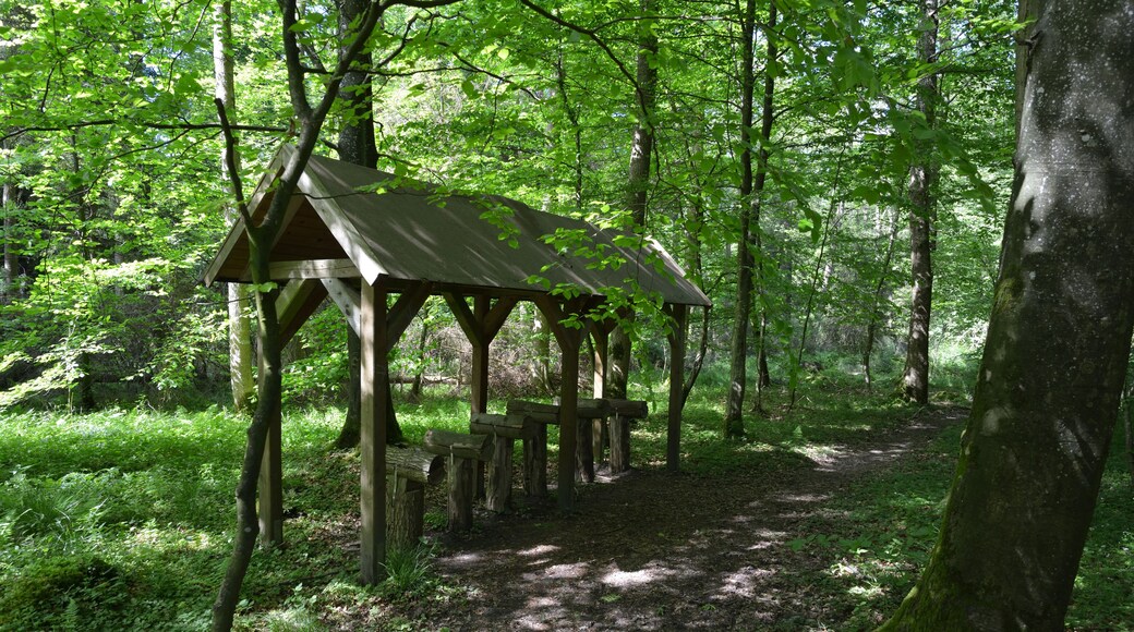 Impressionen aus dem Naturerlebnisraum in Schwabstedt. Der Rundweg beginnt bei einem Waldkindergarten und führt durch den Lehmsieker Wald.