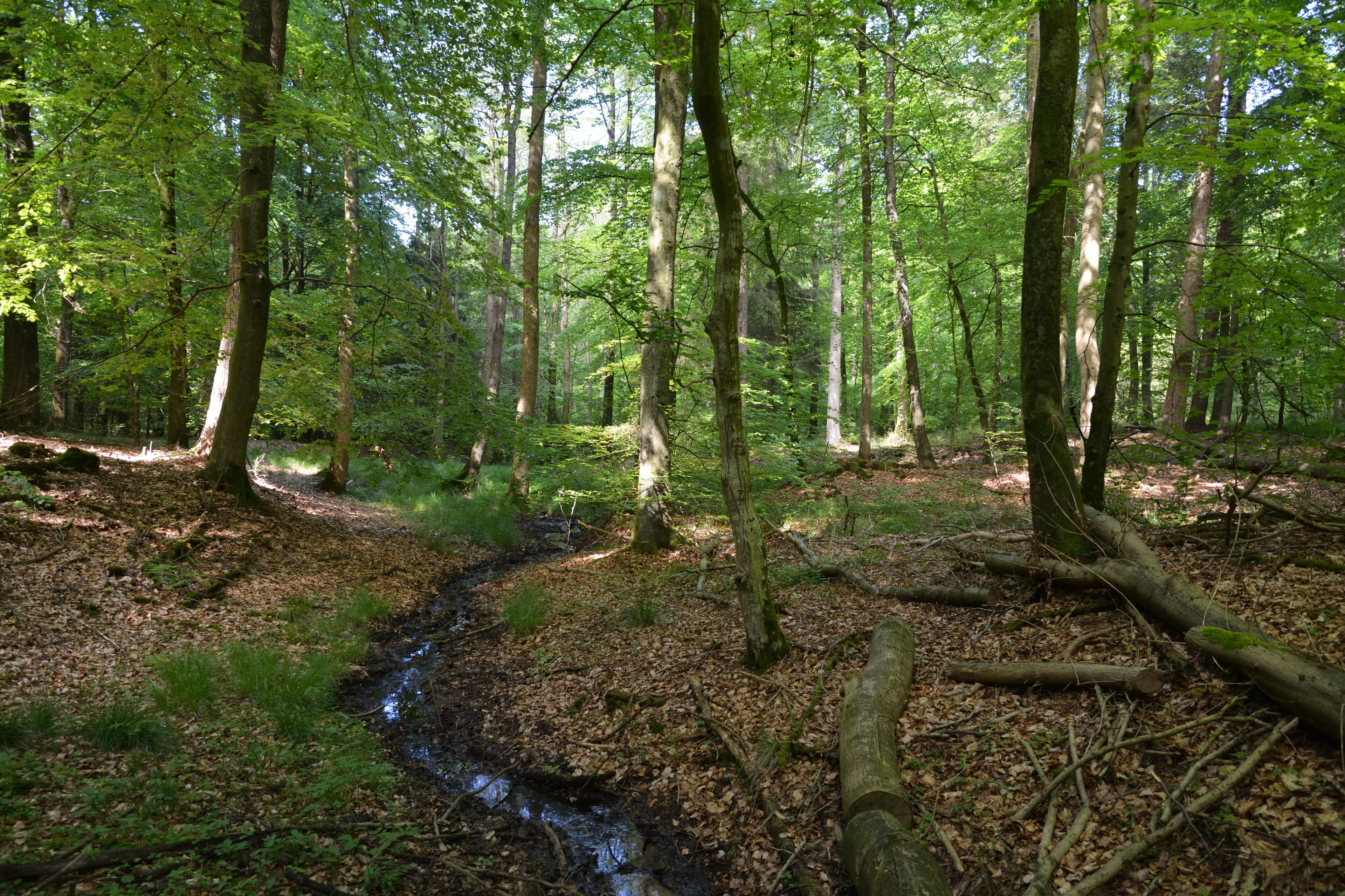 Impressionen aus dem Naturerlebnisraum in Schwabstedt. Der Rundweg beginnt bei einem Waldkindergarten und führt durch den Lehmsieker Wald.