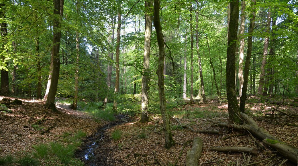 Impressionen aus dem Naturerlebnisraum in Schwabstedt. Der Rundweg beginnt bei einem Waldkindergarten und führt durch den Lehmsieker Wald.