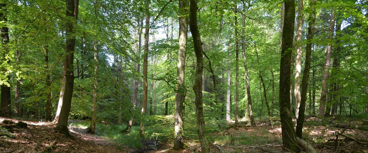 Impressionen aus dem Naturerlebnisraum in Schwabstedt. Der Rundweg beginnt bei einem Waldkindergarten und führt durch den Lehmsieker Wald.