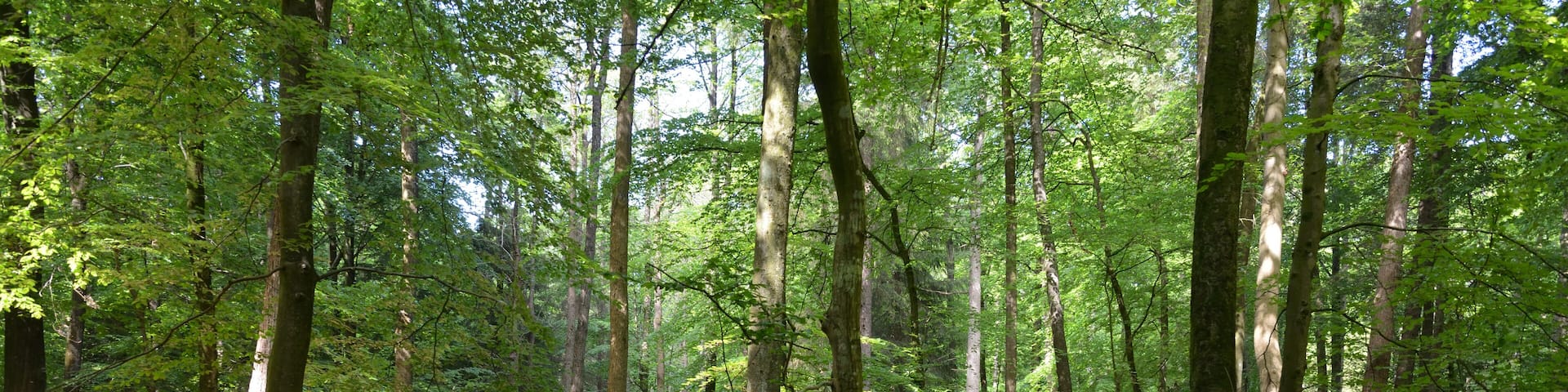 Impressionen aus dem Naturerlebnisraum in Schwabstedt. Der Rundweg beginnt bei einem Waldkindergarten und führt durch den Lehmsieker Wald.