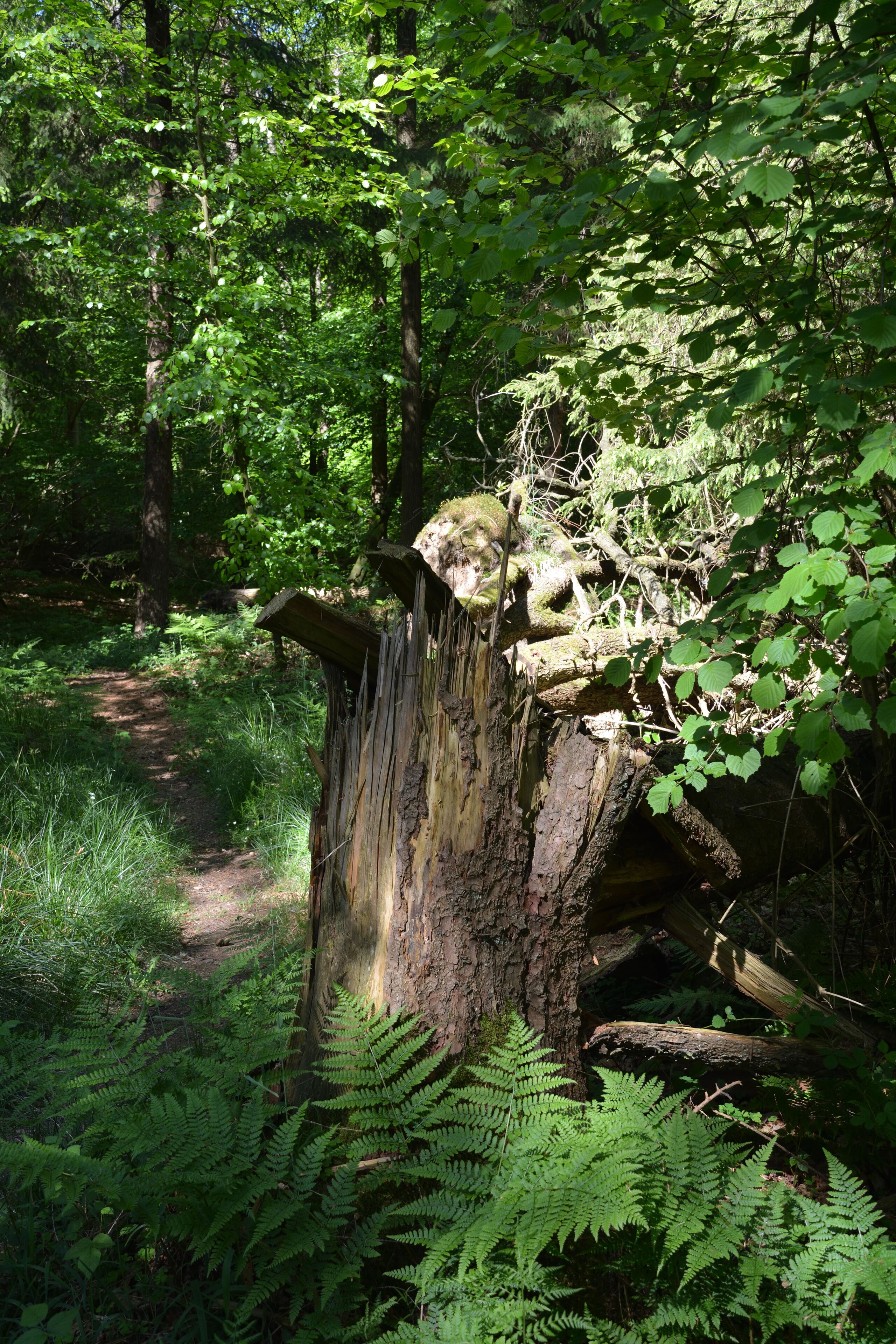 Impressionen aus dem Naturerlebnisraum in Schwabstedt. Der Rundweg beginnt bei einem Waldkindergarten und führt durch den Lehmsieker Wald.