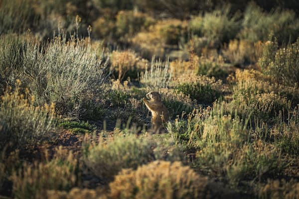 Un renard dans un champ herbeux à la végétation clairsemée.
