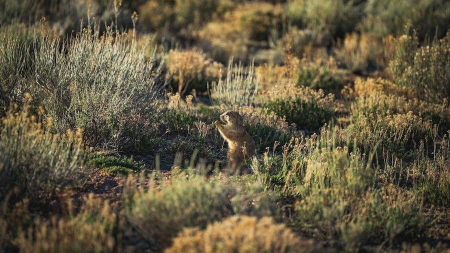 야생동물 서자연 공원