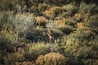A fox in a grassy field with sparse vegetation.