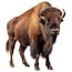 This magnificent bison stands tall on the open range