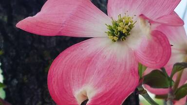 Dogwood