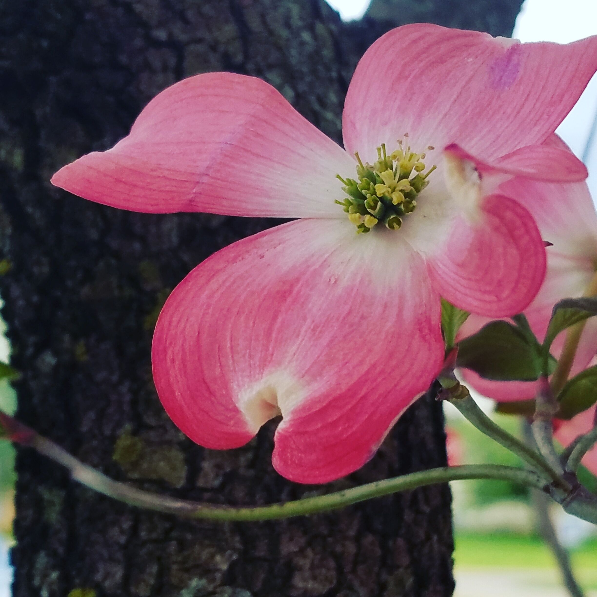 A pink flower with a white center, possibly a dogwood, against a tree trunk.
