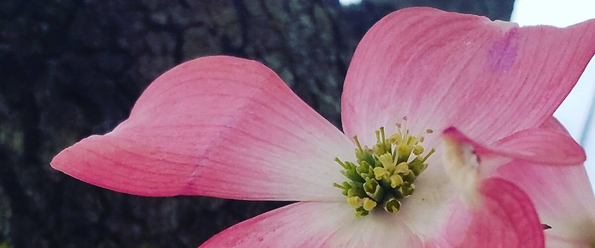 A pink flower with a white center, possibly a dogwood, against a tree trunk.