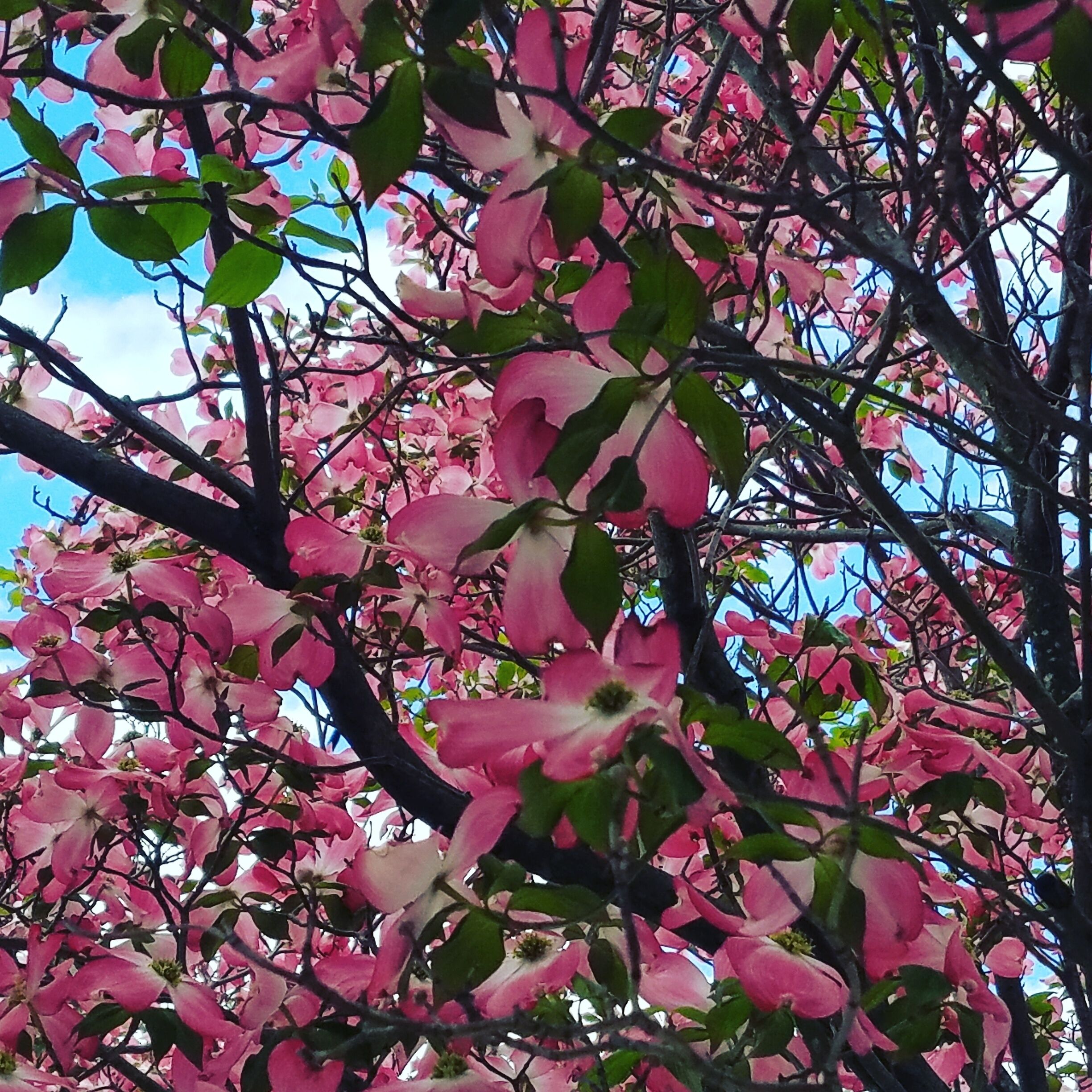 The beauty of the dogwood