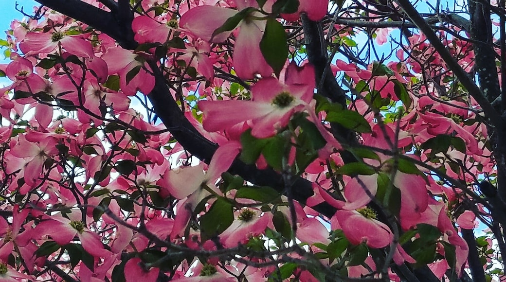 The beauty of the dogwood