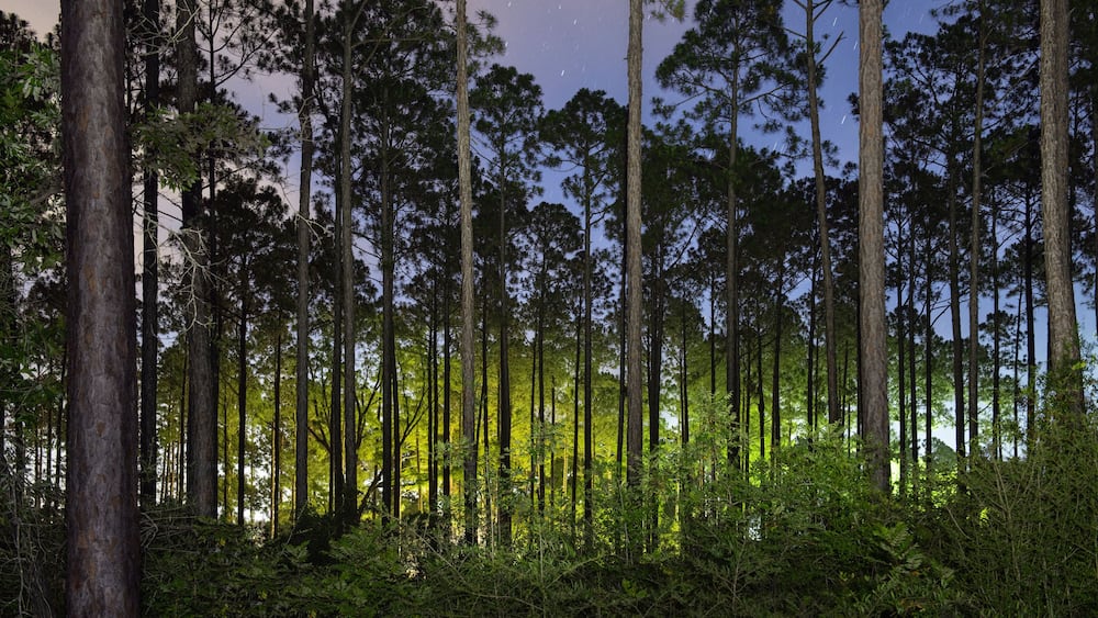 A dense forest with tall trees and a starry night sky.