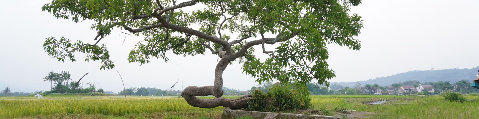 Pohon unik dengan batang yang melengkung atau sering di sebut warga sekitar dengan nama pohon pengantin di kota salatiga, jawa tengah, Indonesia