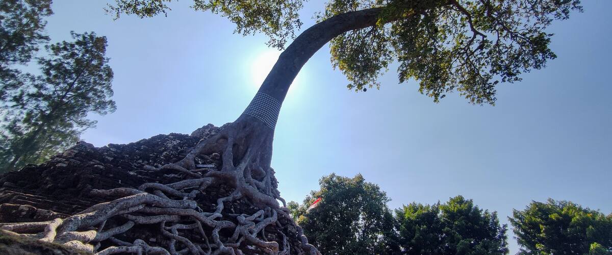 Panorama of ancient stone doors and tree roots in Nganjuk, Indonesia. Giant banyan tree roots destroy temple walls. The destroyed building structure is a horror story.
