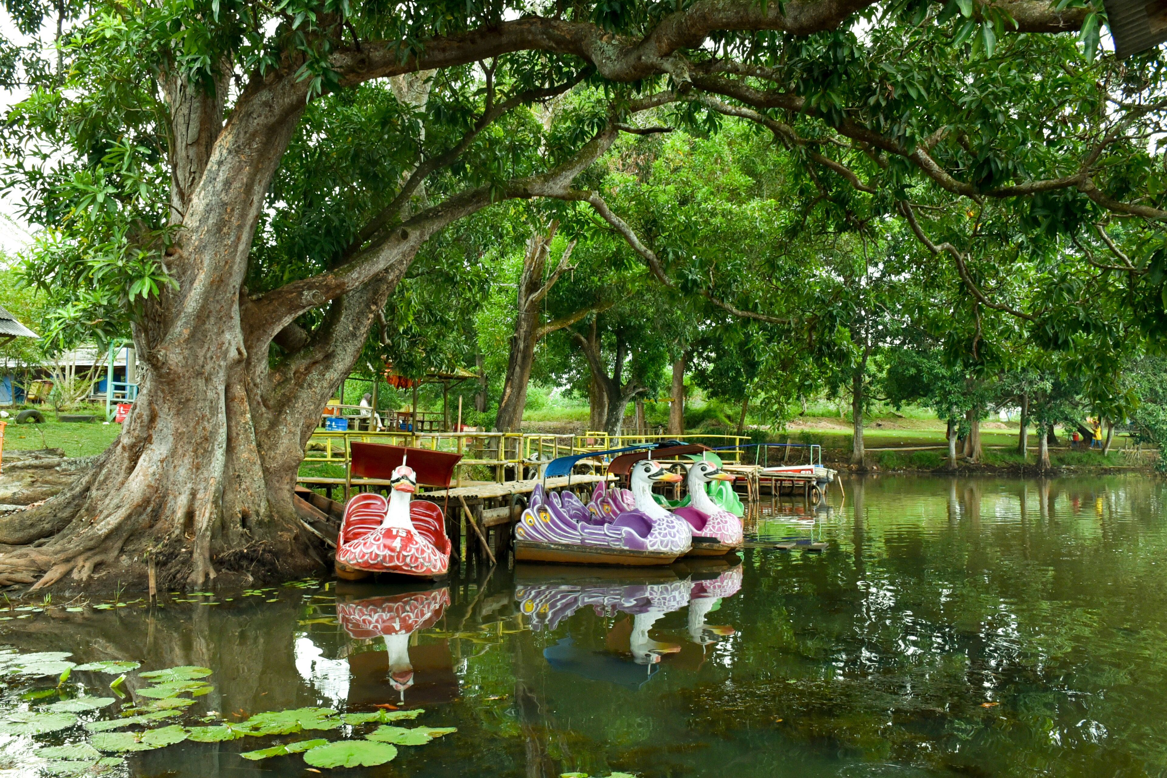 Several duck boats are moored under a large shady tree in the lake of Wonomarto village with a playground in the background in the district of  Kotabumi, North Lampung, Indonesia, November 22, 2020