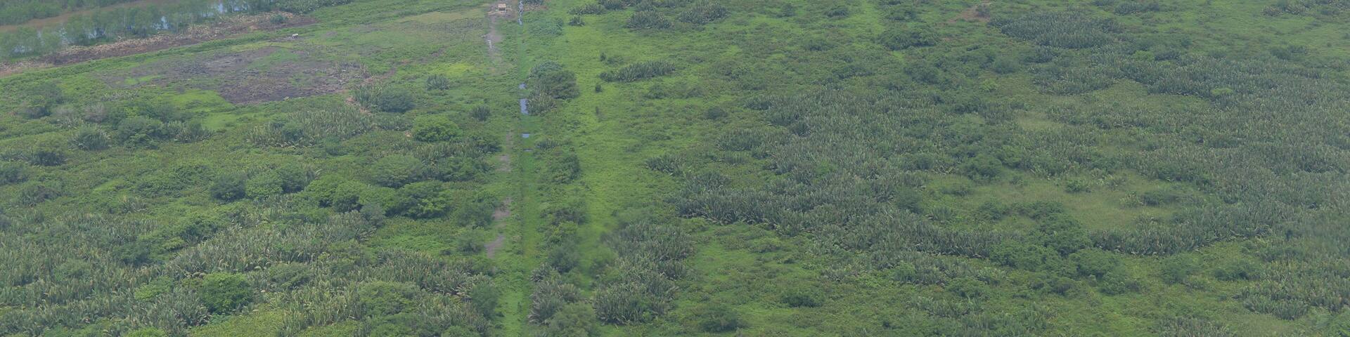 Streams and plantations in Banyuasin, Indonesia