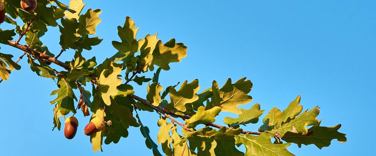 Close-up view of three acorns on oak tree between green leaf, under clear blue sky