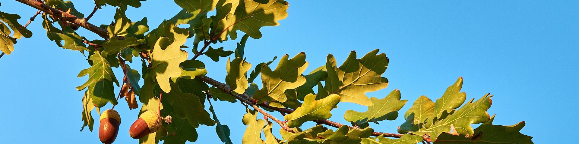 Close-up view of three acorns on oak tree between green leaf, under clear blue sky